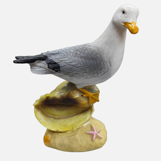 Gaviota en Concha Marina